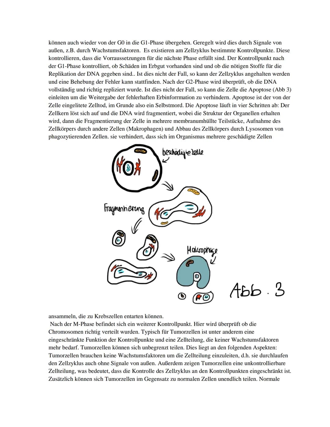 GFS
Schriftliche Ausarbeitung
Thema:
Krebs
Biologie Basiskurs Klasse 11
Schuljahr 2020/2021 Inhalt
1. Einführung
2. Definition
3. Krebsarten