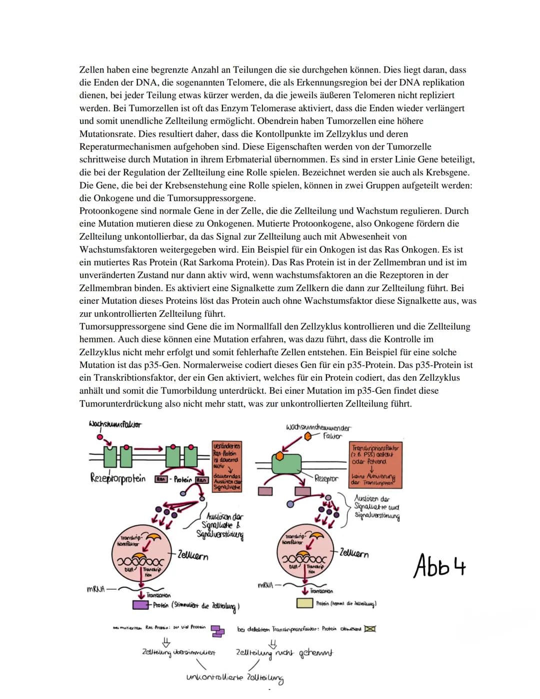 GFS
Schriftliche Ausarbeitung
Thema:
Krebs
Biologie Basiskurs Klasse 11
Schuljahr 2020/2021 Inhalt
1. Einführung
2. Definition
3. Krebsarten