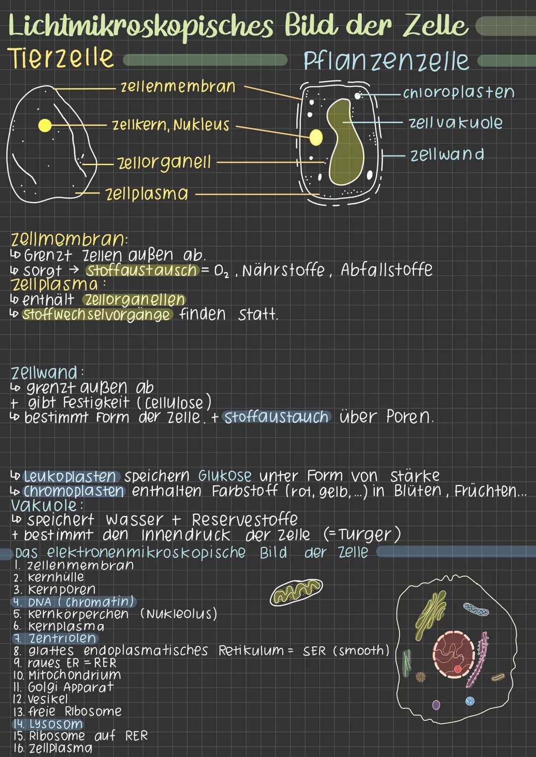 Lichtmikroskopisches
Tierzelle
zellenmembran
zellkern, Nukleus
Zellorganell
zellplasma
Bild der Zelle
Pflanzenzelle
•S
Zellmembran:
Lo Grenz