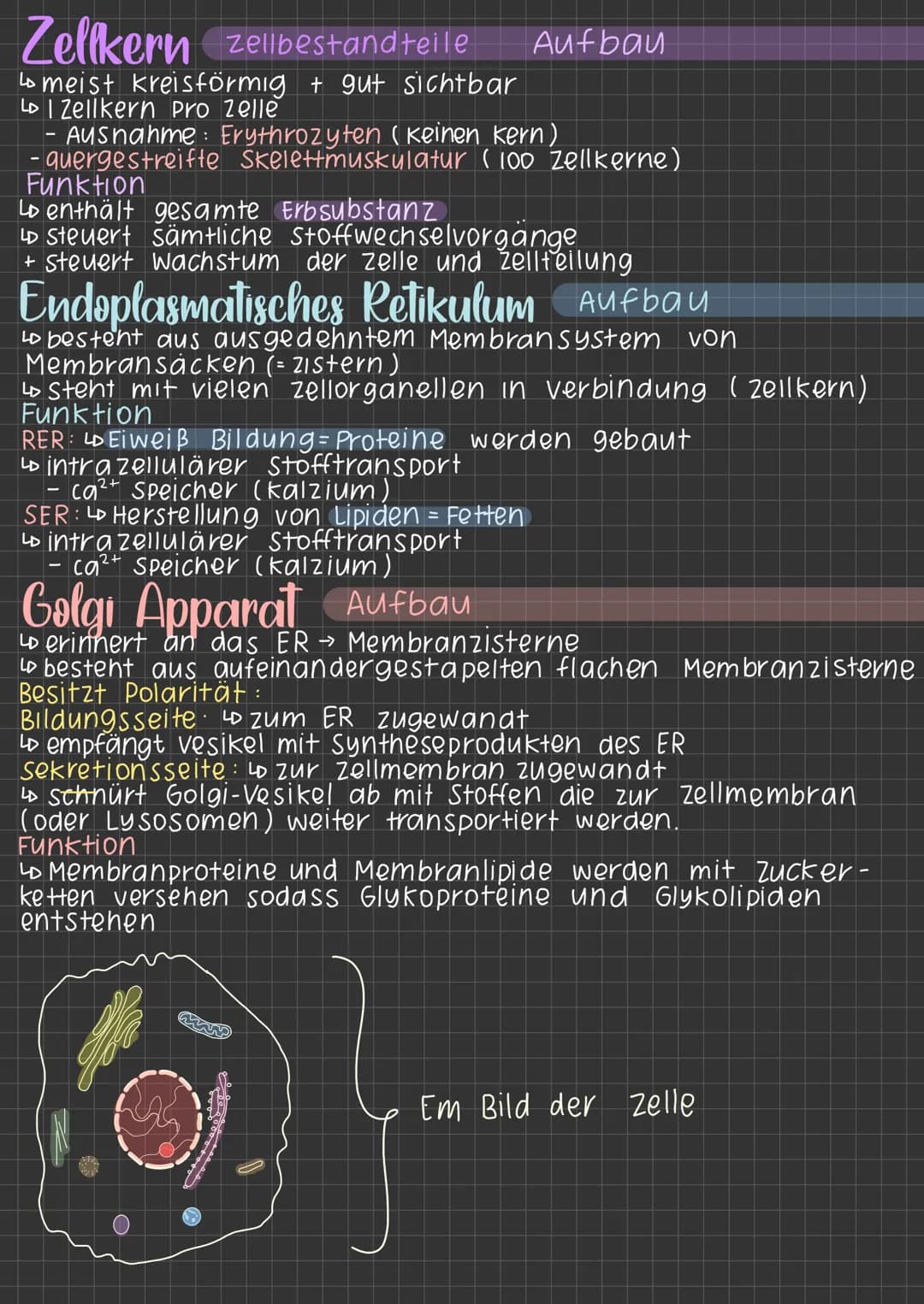 Lichtmikroskopisches
Tierzelle
zellenmembran
zellkern, Nukleus
Zellorganell
zellplasma
Bild der Zelle
Pflanzenzelle
•S
Zellmembran:
Lo Grenz