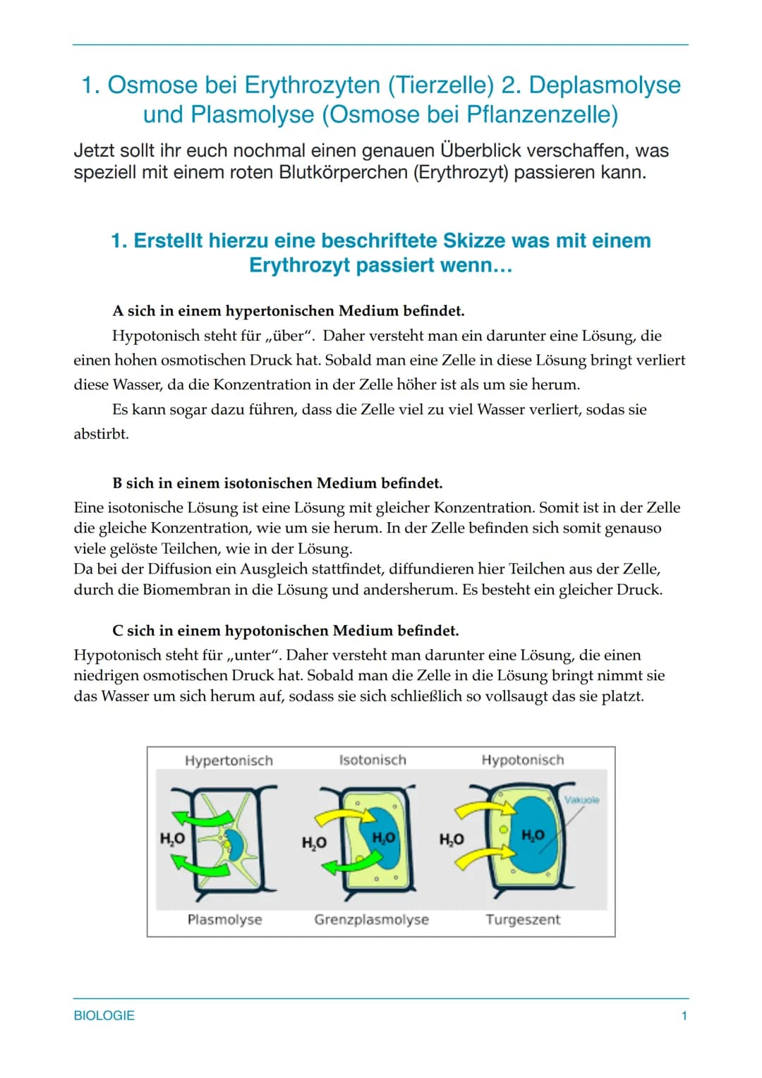 1. Osmose bei Erythrozyten (Tierzelle) 2. Deplasmolyse
und Plasmolyse (Osmose bei Pflanzenzelle)
Jetzt sollt ihr euch nochmal einen genauen 