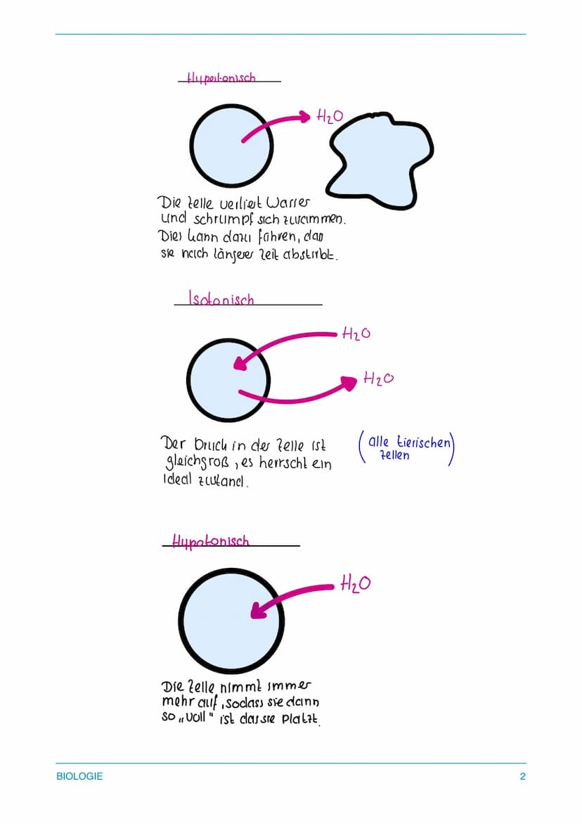 1. Osmose bei Erythrozyten (Tierzelle) 2. Deplasmolyse
und Plasmolyse (Osmose bei Pflanzenzelle)
Jetzt sollt ihr euch nochmal einen genauen 