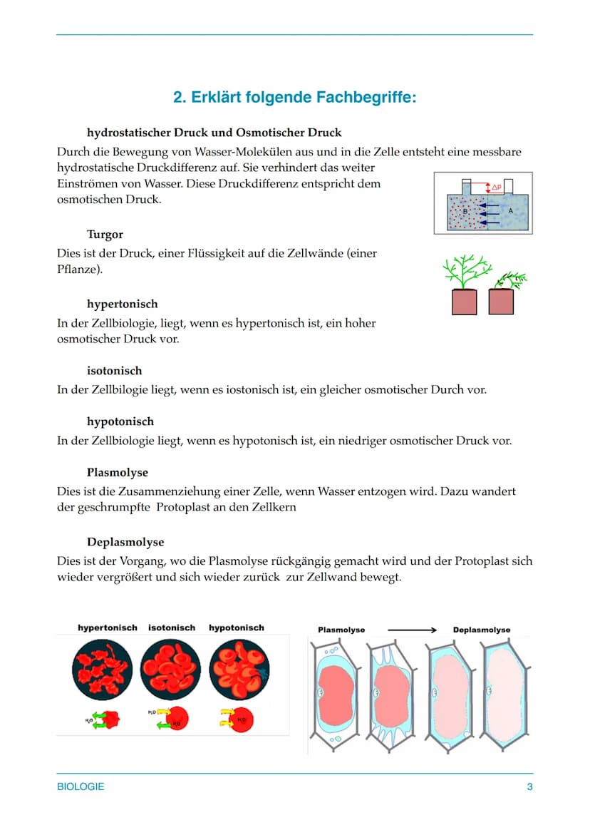 1. Osmose bei Erythrozyten (Tierzelle) 2. Deplasmolyse
und Plasmolyse (Osmose bei Pflanzenzelle)
Jetzt sollt ihr euch nochmal einen genauen 