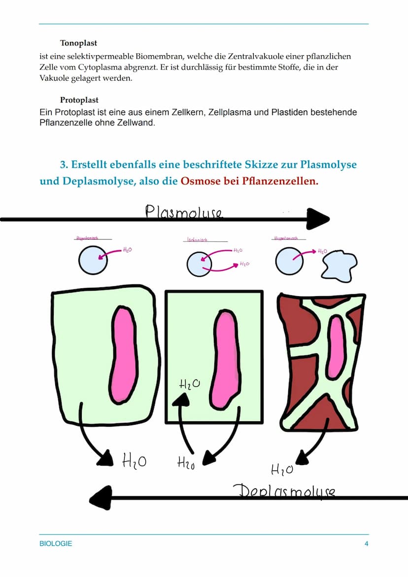 1. Osmose bei Erythrozyten (Tierzelle) 2. Deplasmolyse
und Plasmolyse (Osmose bei Pflanzenzelle)
Jetzt sollt ihr euch nochmal einen genauen 