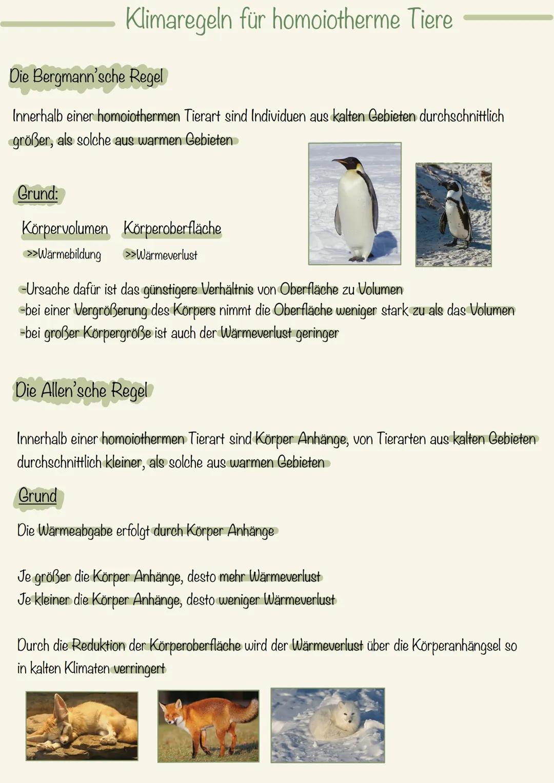 # Klimaregeln für homoiotherme Tiere

Die Bergmann'sche Regel

Innerhalb einer homoiothermen Tierart sind Individuen aus kalten Gebieten dur