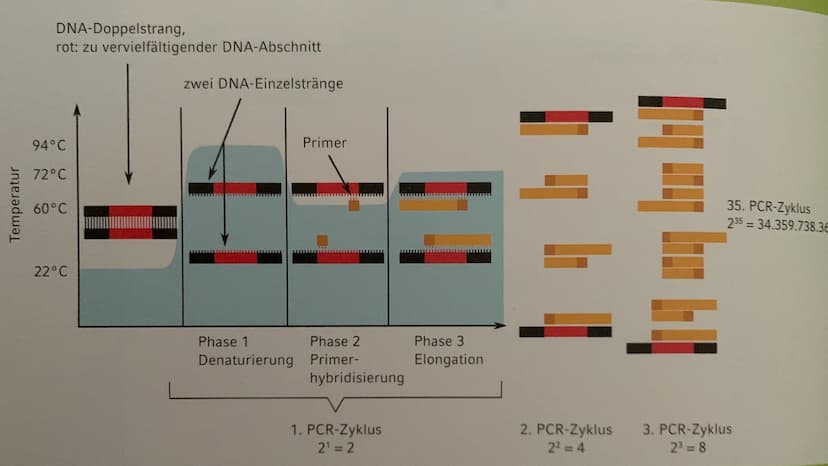 MS
igi
BY
Die PCR
Maria Gryn, 19.12.2021 Gliederung
Bedeutung der PCR-Methode
Entdeckung
●
• Komponenten der PCR
• Ablauf der PCR:
●
●
●
●
•