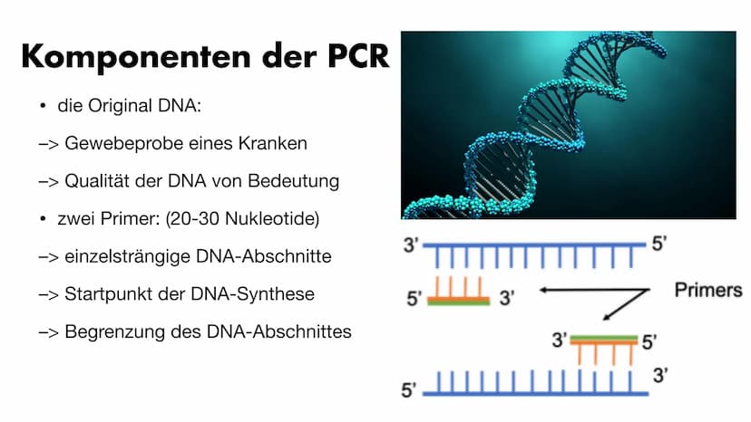 MS
igi
BY
Die PCR
Maria Gryn, 19.12.2021 Gliederung
Bedeutung der PCR-Methode
Entdeckung
●
• Komponenten der PCR
• Ablauf der PCR:
●
●
●
●
•