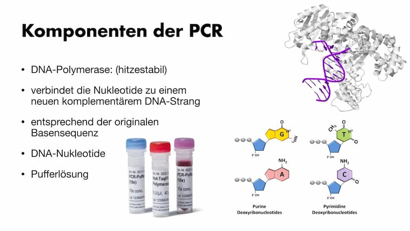 MS
igi
BY
Die PCR
Maria Gryn, 19.12.2021 Gliederung
Bedeutung der PCR-Methode
Entdeckung
●
• Komponenten der PCR
• Ablauf der PCR:
●
●
●
●
•