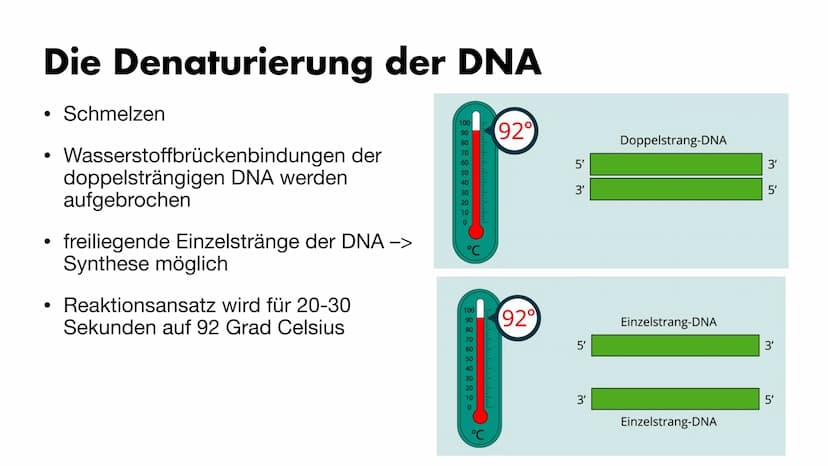 MS
igi
BY
Die PCR
Maria Gryn, 19.12.2021 Gliederung
Bedeutung der PCR-Methode
Entdeckung
●
• Komponenten der PCR
• Ablauf der PCR:
●
●
●
●
•
