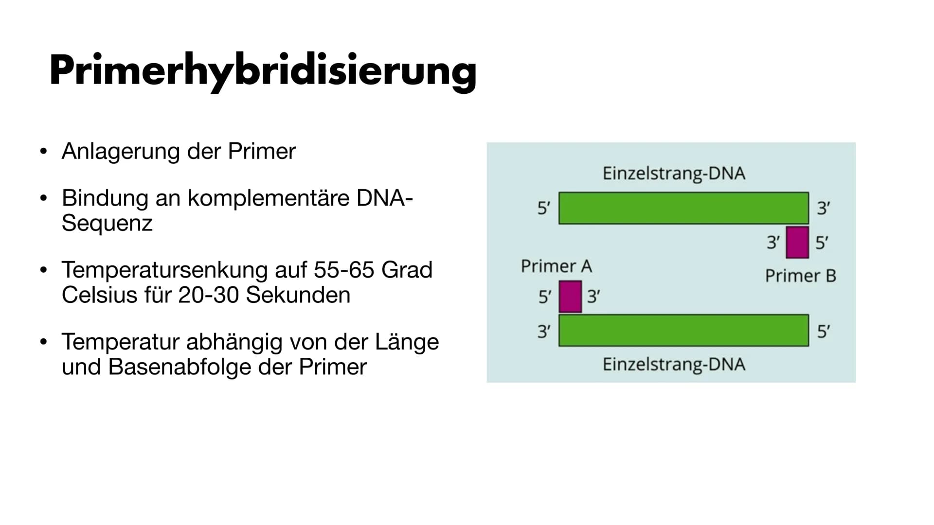 MS
igi
BY
Die PCR
Maria Gryn, 19.12.2021 Gliederung
Bedeutung der PCR-Methode
Entdeckung
●
• Komponenten der PCR
• Ablauf der PCR:
●
●
●
●
•