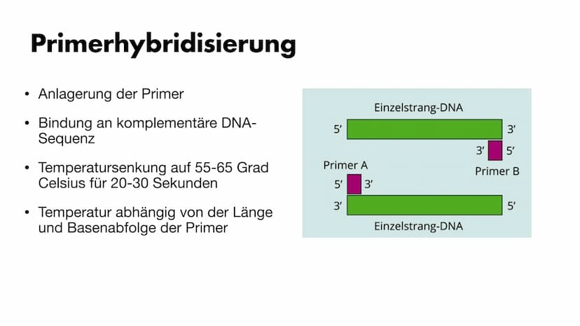 MS
igi
BY
Die PCR
Maria Gryn, 19.12.2021 Gliederung
Bedeutung der PCR-Methode
Entdeckung
●
• Komponenten der PCR
• Ablauf der PCR:
●
●
●
●
•