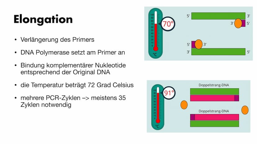 MS
igi
BY
Die PCR
Maria Gryn, 19.12.2021 Gliederung
Bedeutung der PCR-Methode
Entdeckung
●
• Komponenten der PCR
• Ablauf der PCR:
●
●
●
●
•