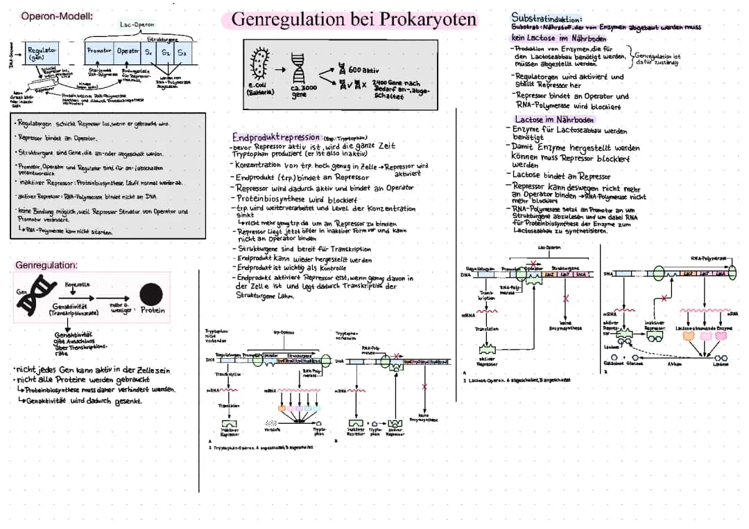 Genregulation bei Prokaryoten