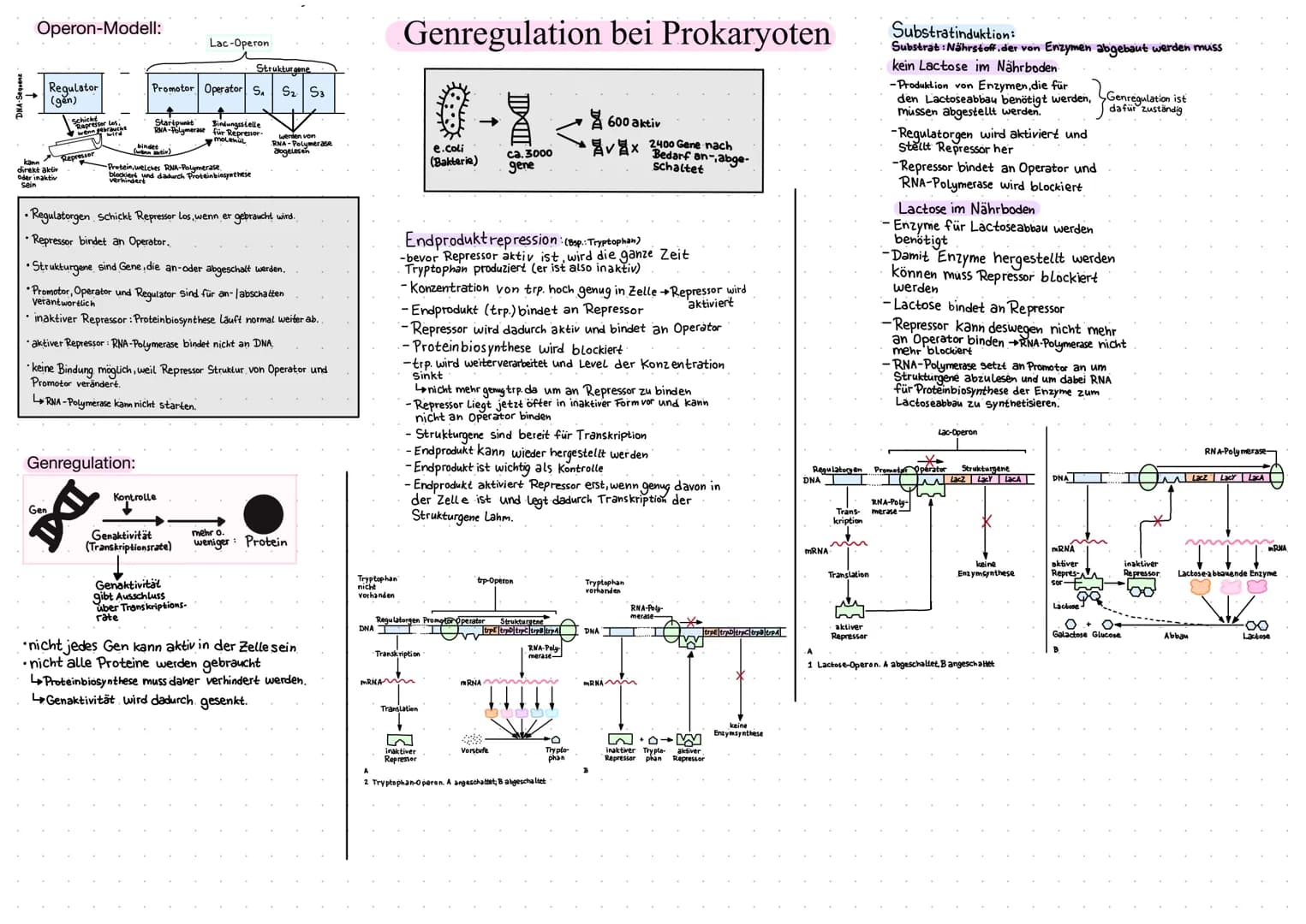 Operon-Modell:
Regulator
(gen)
kann
direkt aktiv
oder inaktiv
sein
schickt for los
Represrauchs
wenn wird
Represser
Gen
bindet
(wenn jativ)
