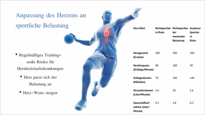 33
Herz-Kreislaufsystem
Von: Nahwand Samira Gueddas
& Joenne Fürst • Herz-Kreislaufsystem
Gliederung
●
-> Großer und Kleiner Kreislauf
Herz-
