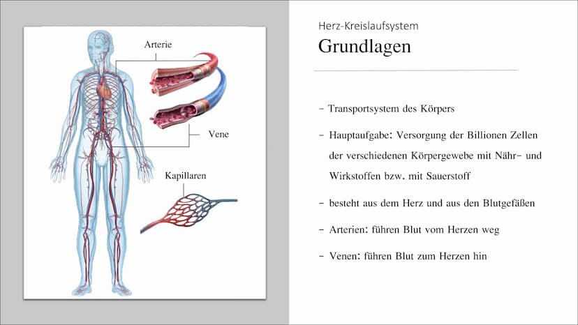 33
Herz-Kreislaufsystem
Von: Nahwand Samira Gueddas
& Joenne Fürst • Herz-Kreislaufsystem
Gliederung
●
-> Großer und Kleiner Kreislauf
Herz-