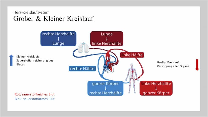 33
Herz-Kreislaufsystem
Von: Nahwand Samira Gueddas
& Joenne Fürst • Herz-Kreislaufsystem
Gliederung
●
-> Großer und Kleiner Kreislauf
Herz-