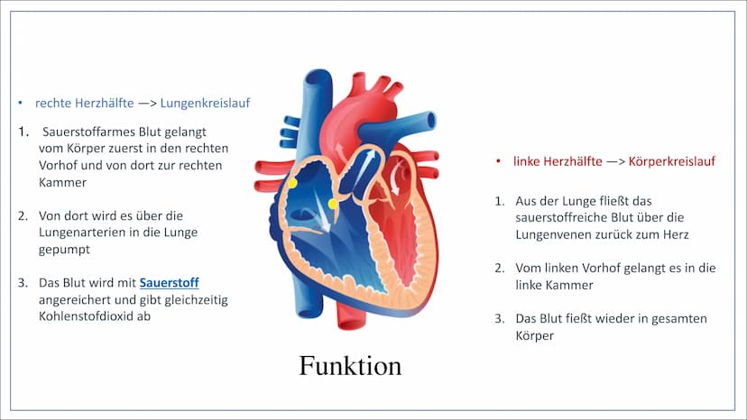 33
Herz-Kreislaufsystem
Von: Nahwand Samira Gueddas
& Joenne Fürst • Herz-Kreislaufsystem
Gliederung
●
-> Großer und Kleiner Kreislauf
Herz-