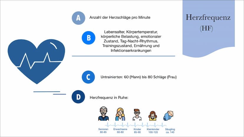 33
Herz-Kreislaufsystem
Von: Nahwand Samira Gueddas
& Joenne Fürst • Herz-Kreislaufsystem
Gliederung
●
-> Großer und Kleiner Kreislauf
Herz-