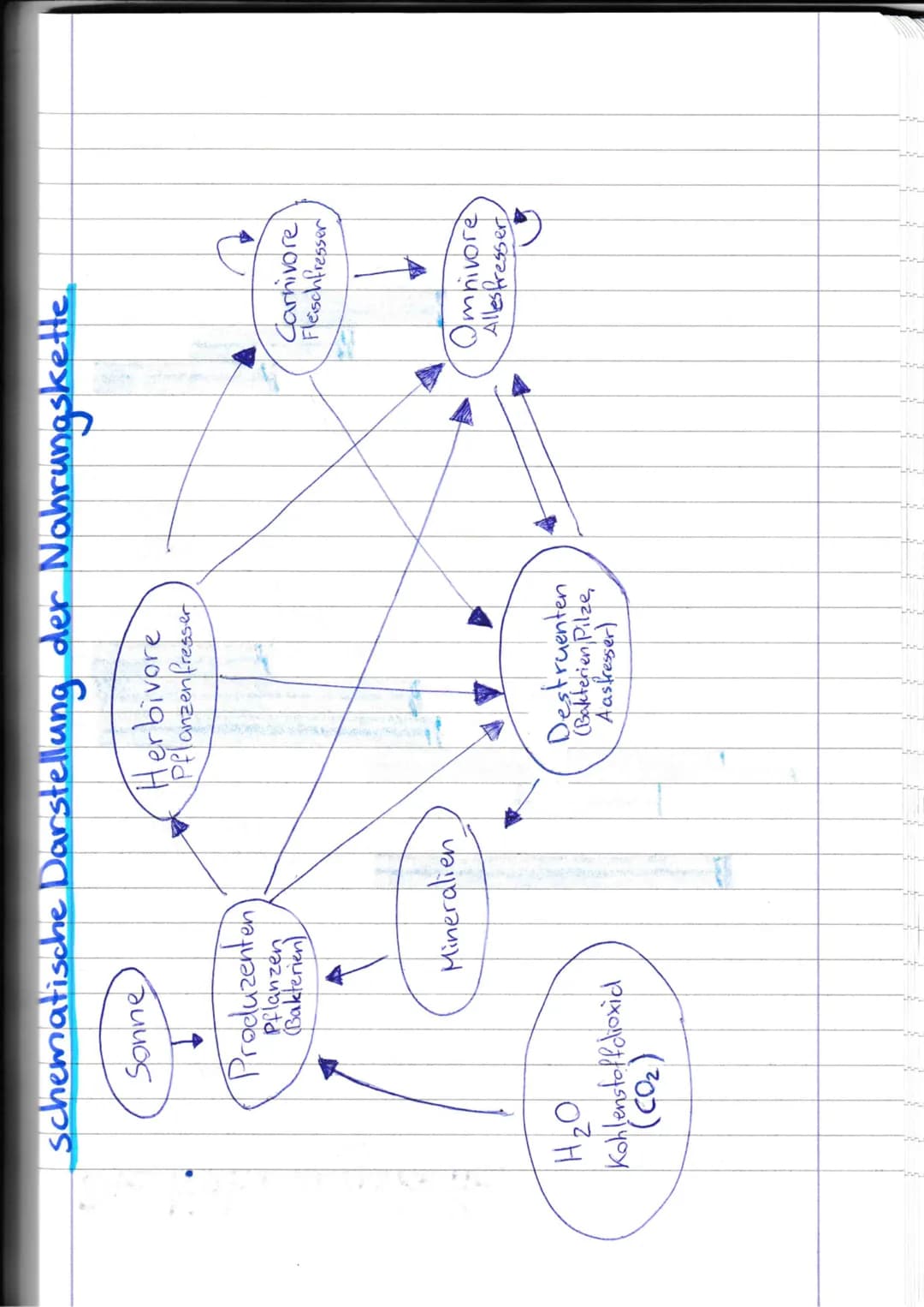schematische Darstellung der Nahrungskette.
Sonne
↓
Produzenten
Pflanzen
Bakterien
H₂O
Kohlenstoffdioxid
(CO₂)
Mineralien
T
Herbivore
Pflanz