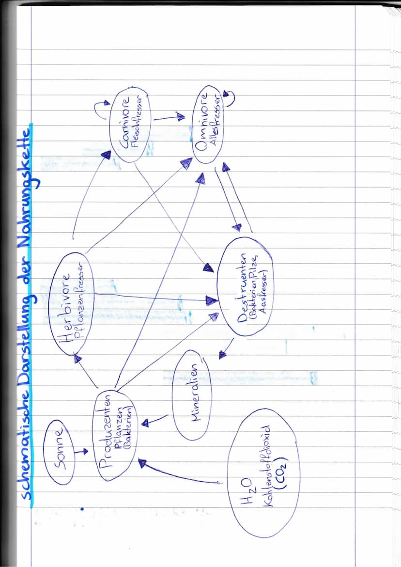 schematische Darstellung der Nahrungskette.
Sonne
↓
Produzenten
Pflanzen
Bakterien
H₂O
Kohlenstoffdioxid
(CO₂)
Mineralien
T
Herbivore
Pflanz