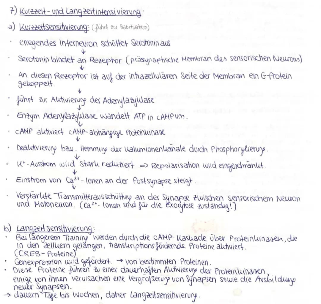 Die Grundlagen von Langzeitpotenzierung und Sensitivierung