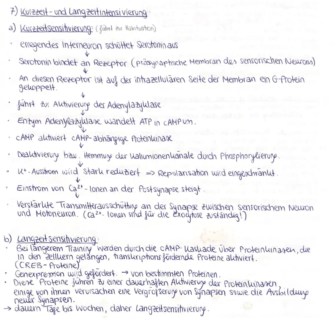 7) Kurzzeit- und Langzeitintensivierung
a) Kurzzeitsensitivierung: (führt zur Habituation)
erregendes Interneuron schüttet Serotonin aus
.
O