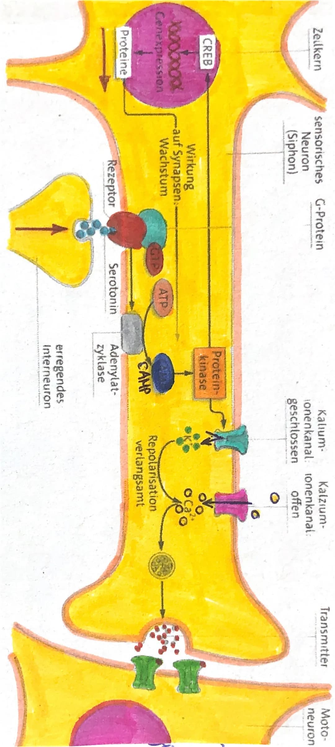 7) Kurzzeit- und Langzeitintensivierung
a) Kurzzeitsensitivierung: (führt zur Habituation)
erregendes Interneuron schüttet Serotonin aus
.
O