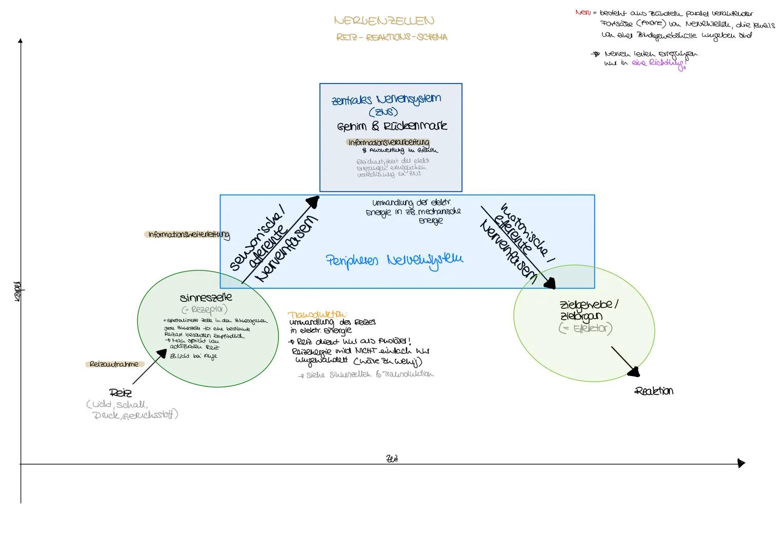 ndex

Informationsweiterleitung

Reizantnahme

NERVENZELLEN
RETZ-REAKTIONS-SCHEMA

Neru besteht aus Baudelu parallel vellautender
Fortsatze 