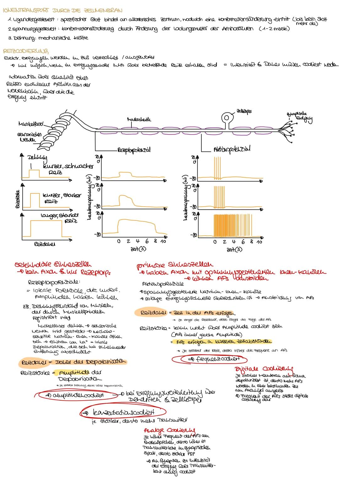 ndex

Informationsweiterleitung

Reizantnahme

NERVENZELLEN
RETZ-REAKTIONS-SCHEMA

Neru besteht aus Baudelu parallel vellautender
Fortsatze 