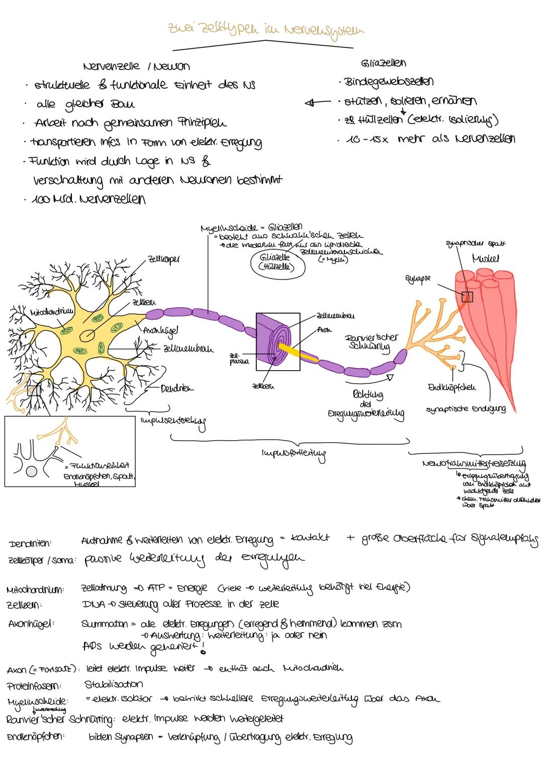 ndex

Informationsweiterleitung

Reizantnahme

NERVENZELLEN
RETZ-REAKTIONS-SCHEMA

Neru besteht aus Baudelu parallel vellautender
Fortsatze 
