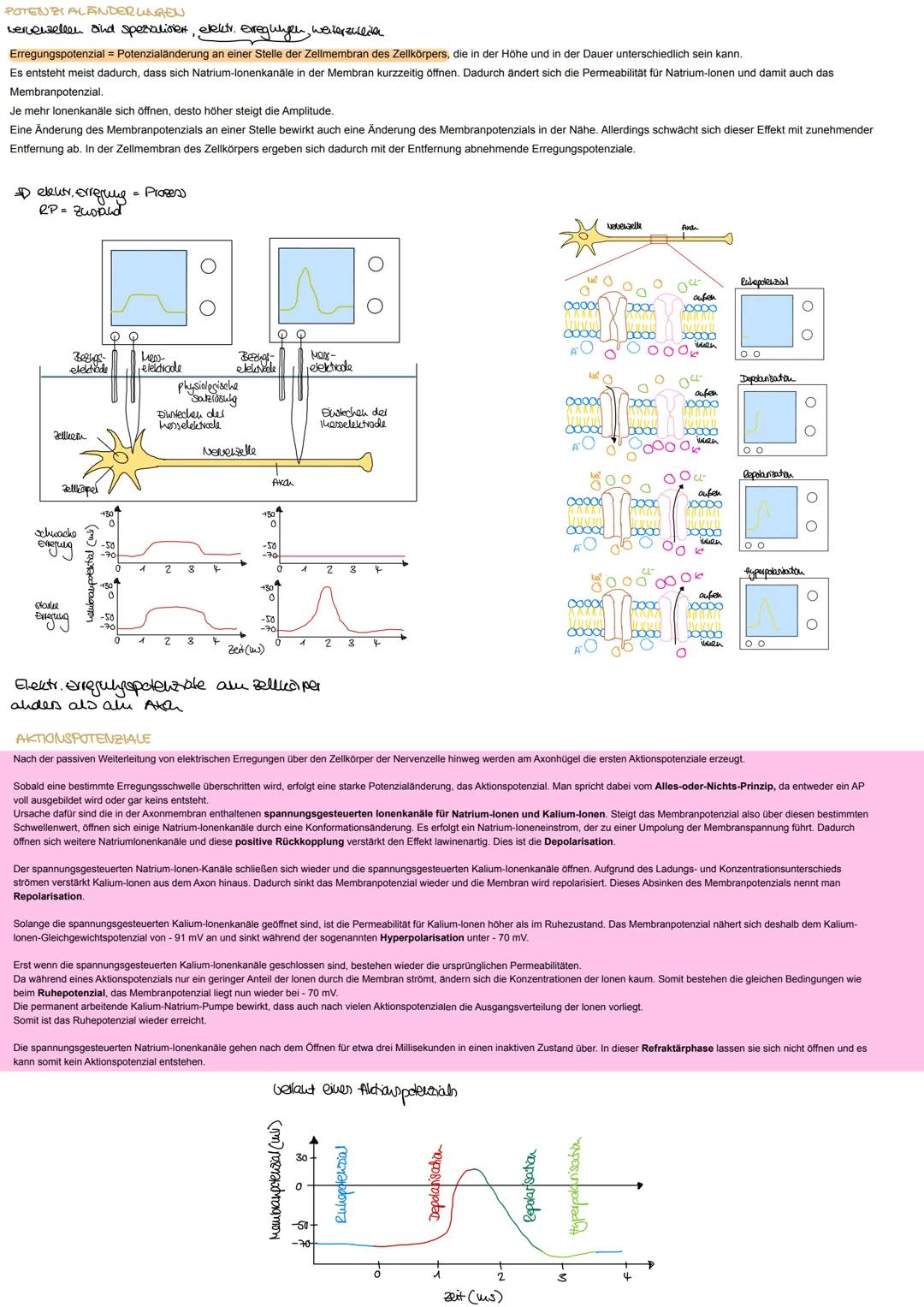 ndex

Informationsweiterleitung

Reizantnahme

NERVENZELLEN
RETZ-REAKTIONS-SCHEMA

Neru besteht aus Baudelu parallel vellautender
Fortsatze 