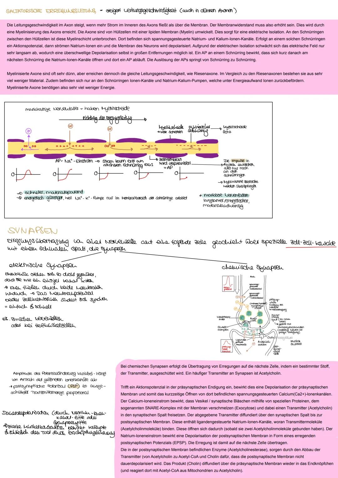 ndex

Informationsweiterleitung

Reizantnahme

NERVENZELLEN
RETZ-REAKTIONS-SCHEMA

Neru besteht aus Baudelu parallel vellautender
Fortsatze 