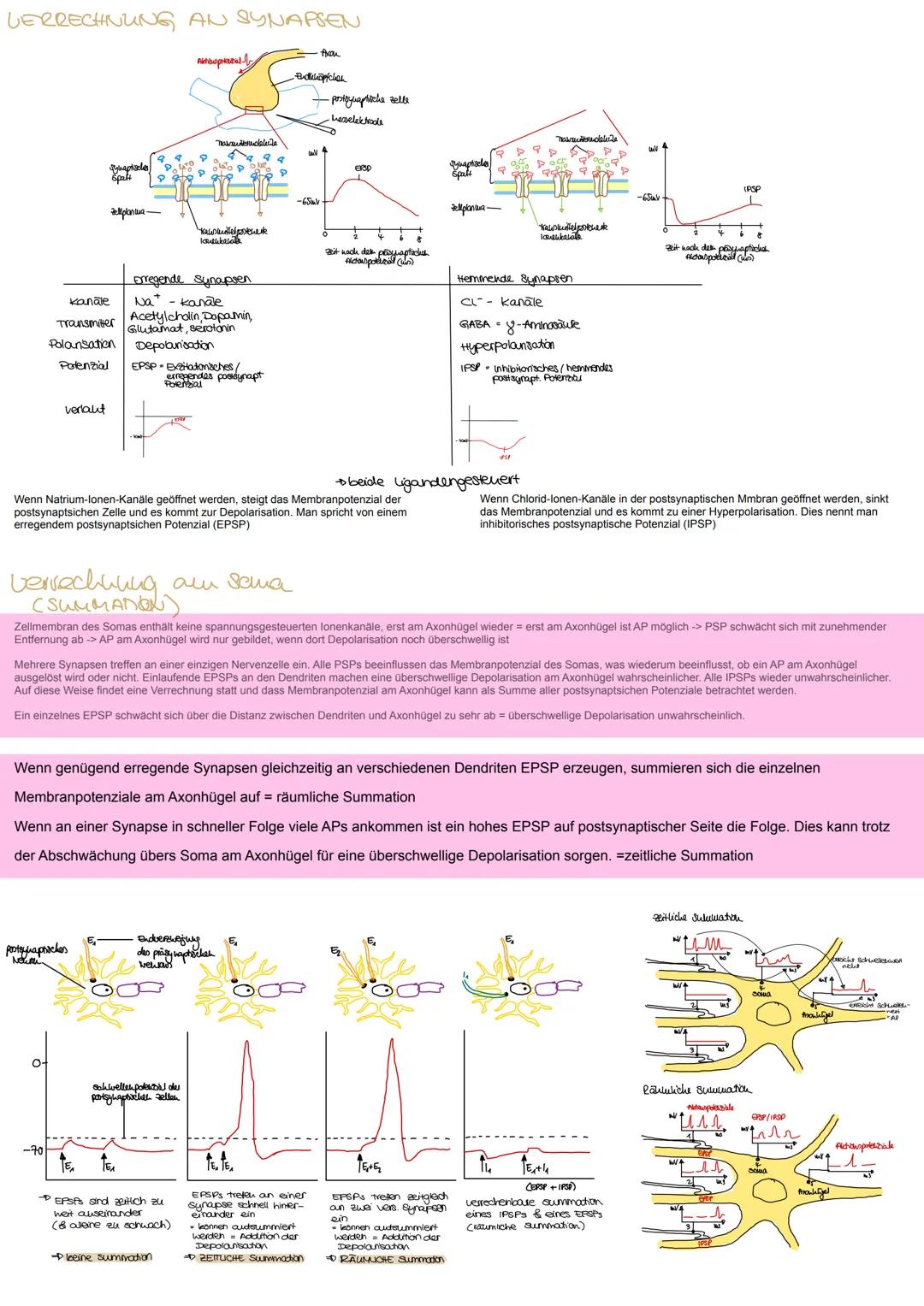 ndex

Informationsweiterleitung

Reizantnahme

NERVENZELLEN
RETZ-REAKTIONS-SCHEMA

Neru besteht aus Baudelu parallel vellautender
Fortsatze 