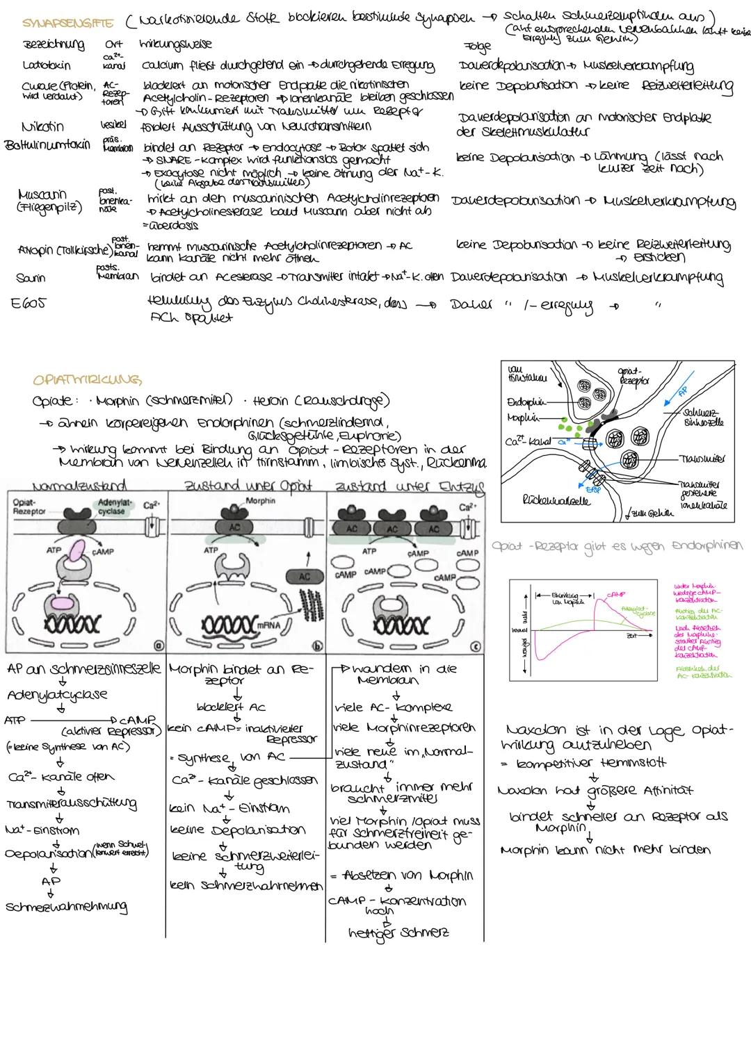 ndex

Informationsweiterleitung

Reizantnahme

NERVENZELLEN
RETZ-REAKTIONS-SCHEMA

Neru besteht aus Baudelu parallel vellautender
Fortsatze 