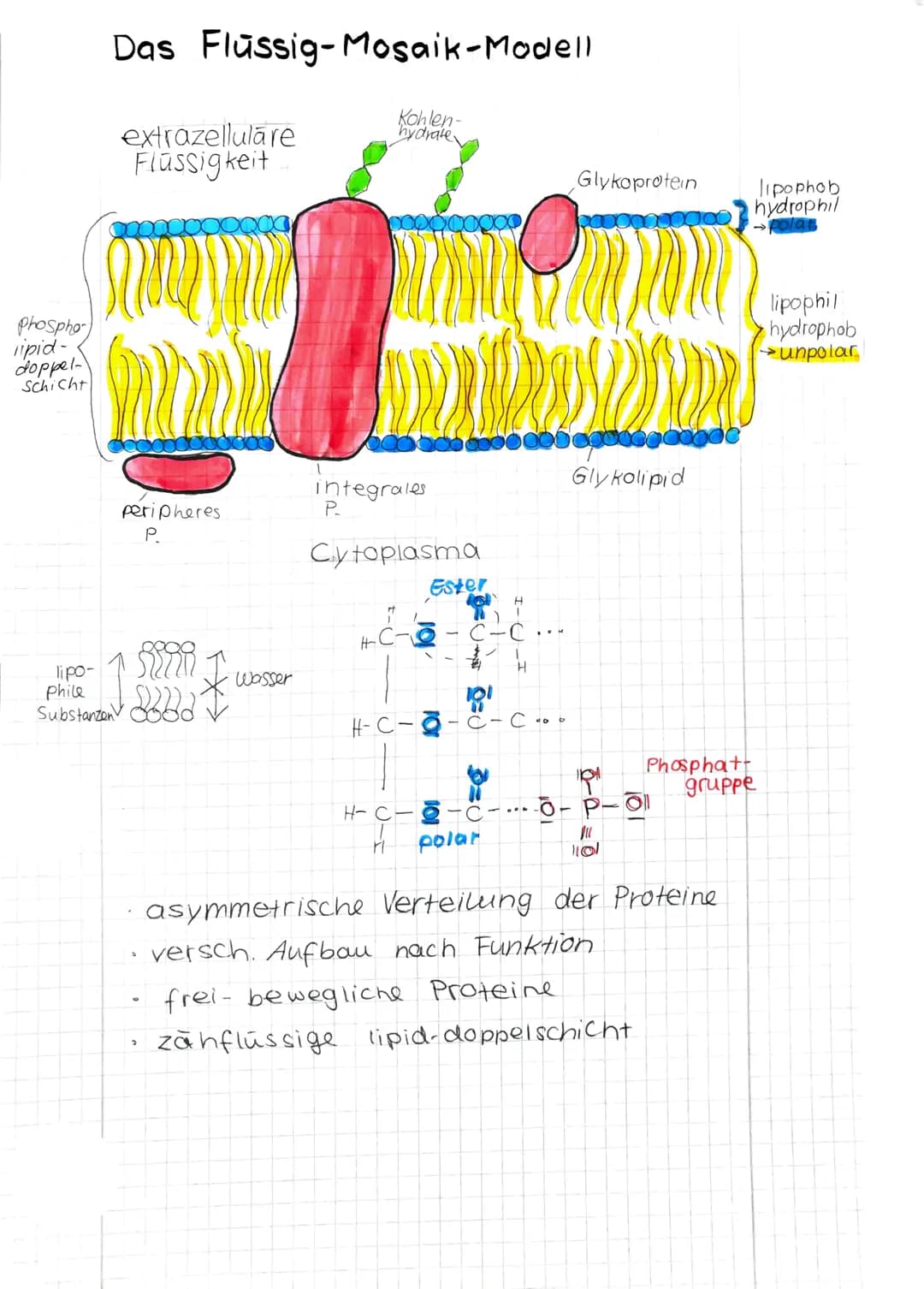 Phosphor
lipid-
doppel-
Schicht
Das Flüssig-Mosaik-Modell
Kohlen-
hydrate
extrazellulare
Flüssigkeit
lipo-
Phile
Substanzen
peripheres.
P.
1