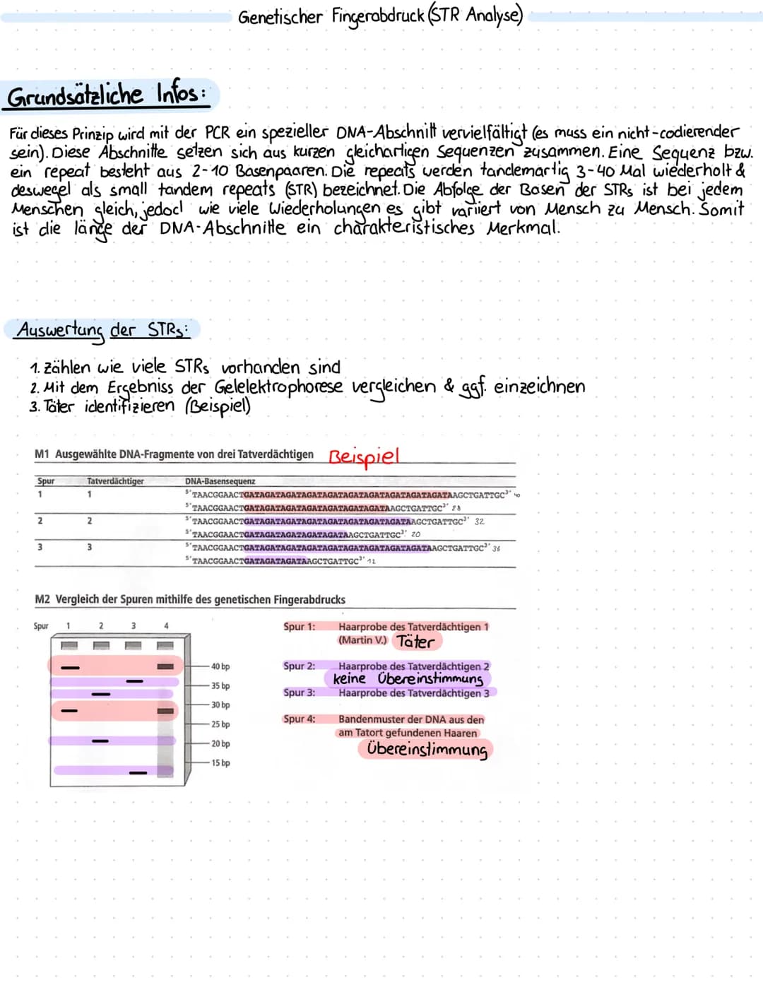 Grundsätzliche Infos:
Für dieses Prinzip wird mit der PCR ein spezieller DNA-Abschnitt vervielfältigt (es muss ein nicht-codierender
sein). 