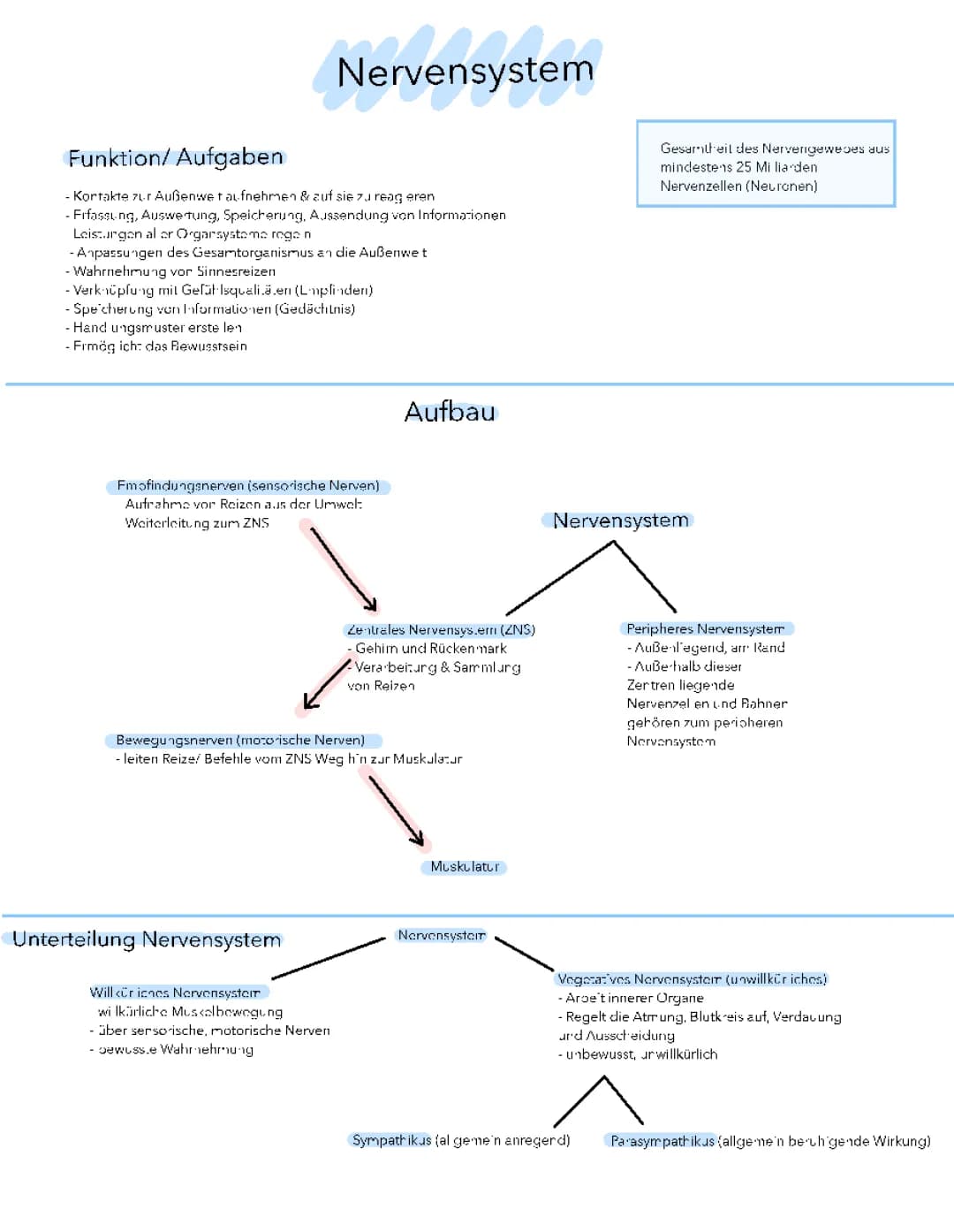 Nervensystem 
