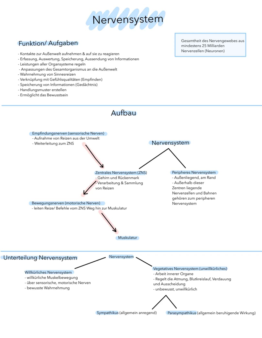 Funktion/ Aufgaben
- Kontakte zur Außenwelt aufnehmen & auf sie zu reagieren
- Erfassung, Auswertung, Speicherung, Aussendung von Informatio