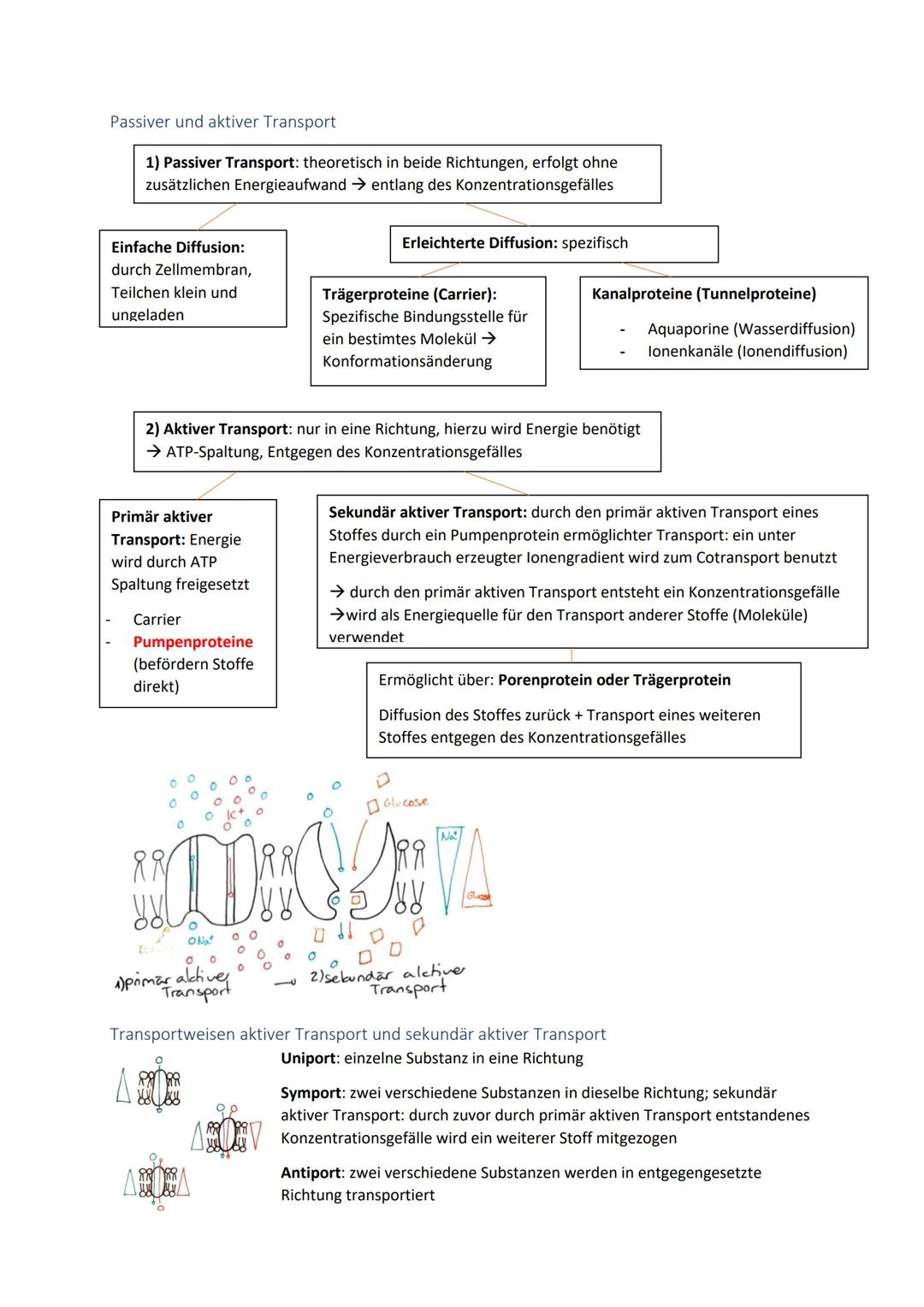 Biologie Zusammenfassung für das schriftliche Abitur
Inhalt
Basiskonzepte...
Oberflächenprinzip.
Kompartimentierung.
Zytologie.....
Untersuc