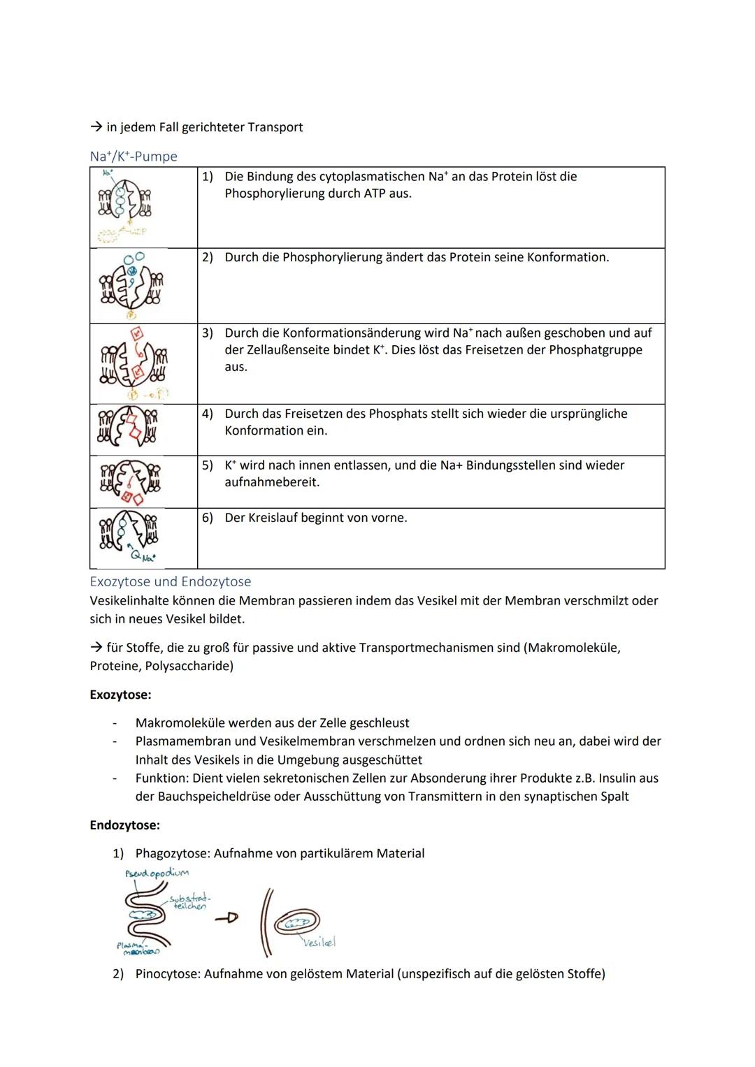 Biologie Zusammenfassung für das schriftliche Abitur
Inhalt
Basiskonzepte...
Oberflächenprinzip.
Kompartimentierung.
Zytologie.....
Untersuc