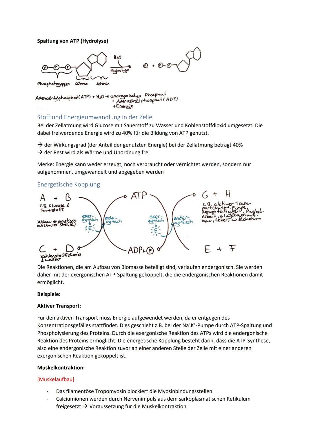 Biologie Zusammenfassung für das schriftliche Abitur
Inhalt
Basiskonzepte...
Oberflächenprinzip.
Kompartimentierung.
Zytologie.....
Untersuc