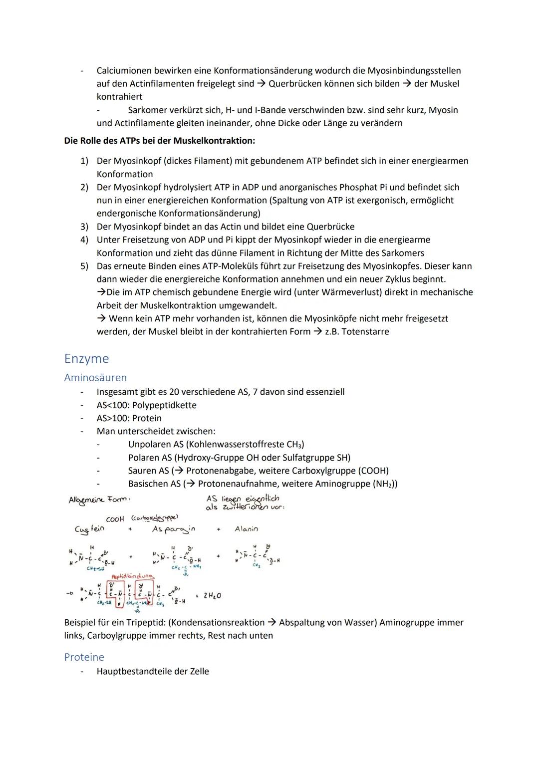 Biologie Zusammenfassung für das schriftliche Abitur
Inhalt
Basiskonzepte...
Oberflächenprinzip.
Kompartimentierung.
Zytologie.....
Untersuc