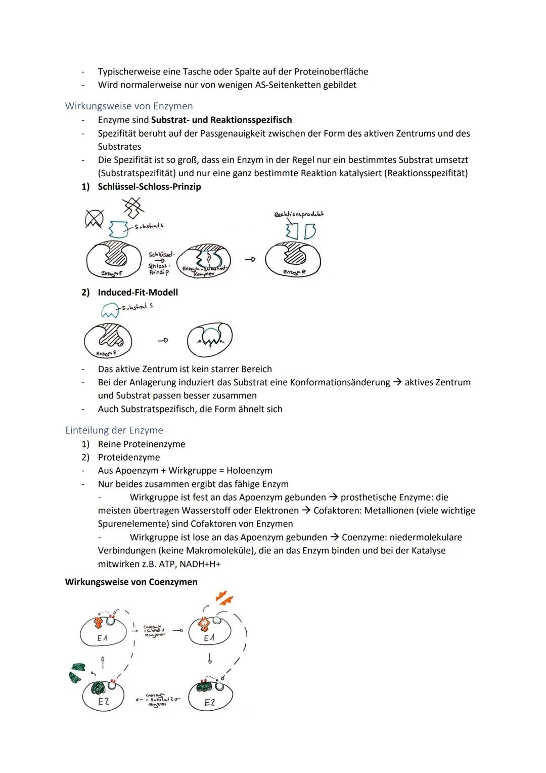 Biologie Zusammenfassung für das schriftliche Abitur
Inhalt
Basiskonzepte...
Oberflächenprinzip.
Kompartimentierung.
Zytologie.....
Untersuc