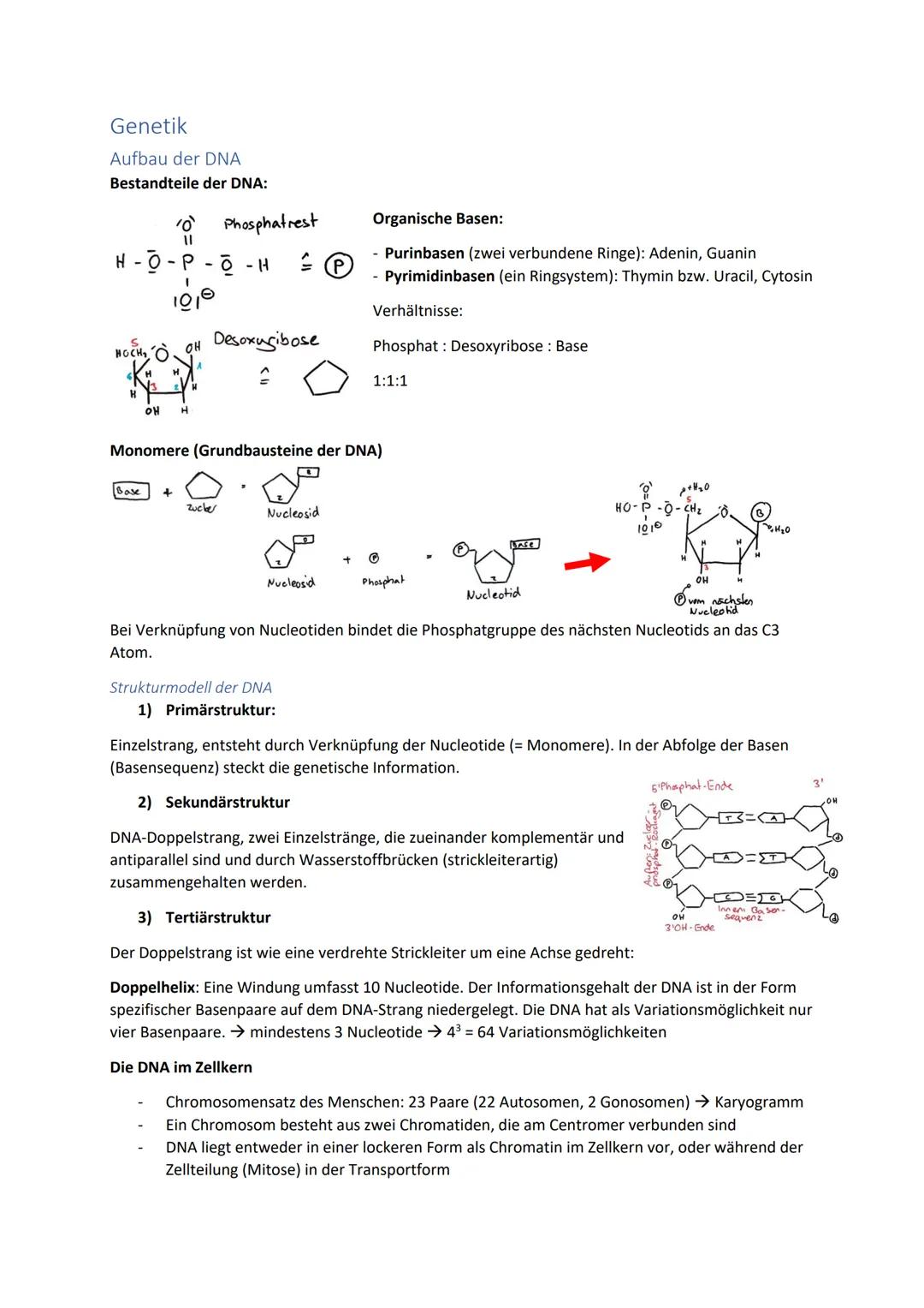 Biologie Zusammenfassung für das schriftliche Abitur
Inhalt
Basiskonzepte...
Oberflächenprinzip.
Kompartimentierung.
Zytologie.....
Untersuc