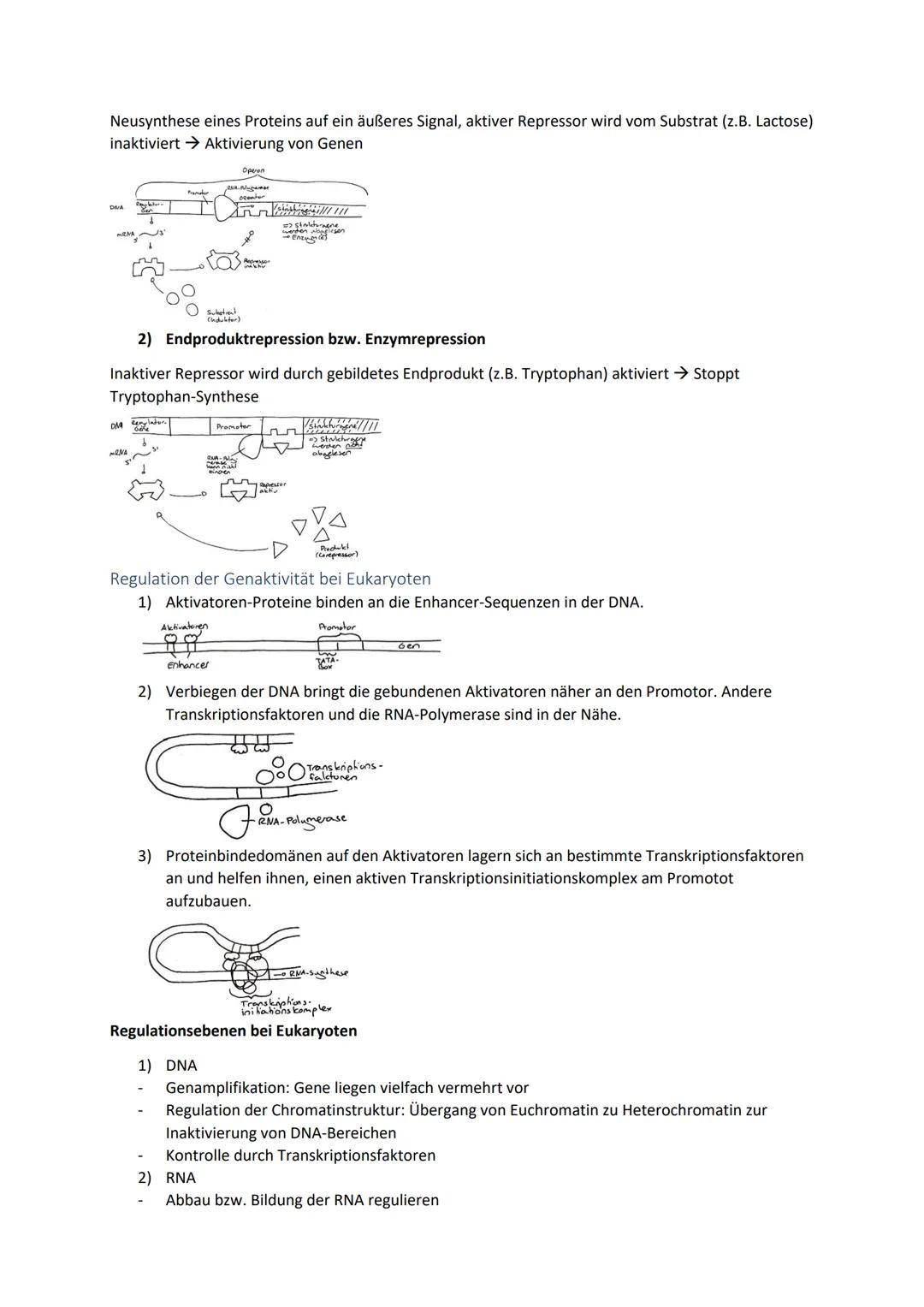 Biologie Zusammenfassung für das schriftliche Abitur
Inhalt
Basiskonzepte...
Oberflächenprinzip.
Kompartimentierung.
Zytologie.....
Untersuc