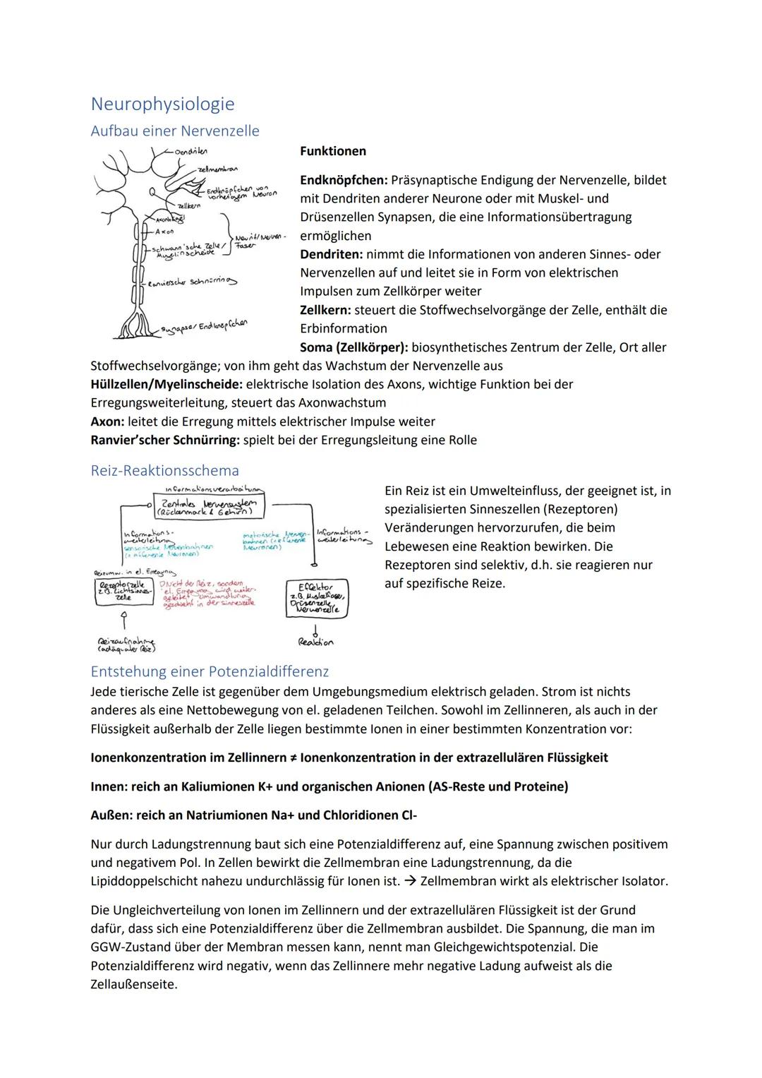 Biologie Zusammenfassung für das schriftliche Abitur
Inhalt
Basiskonzepte...
Oberflächenprinzip.
Kompartimentierung.
Zytologie.....
Untersuc