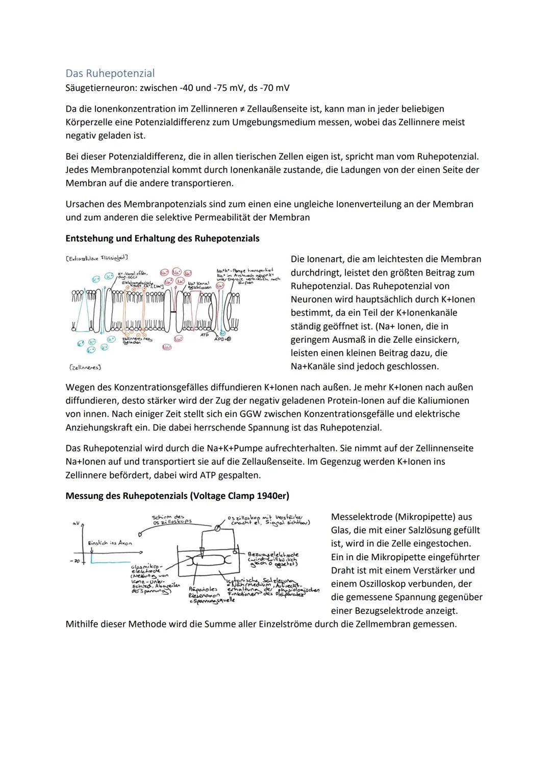 Biologie Zusammenfassung für das schriftliche Abitur
Inhalt
Basiskonzepte...
Oberflächenprinzip.
Kompartimentierung.
Zytologie.....
Untersuc