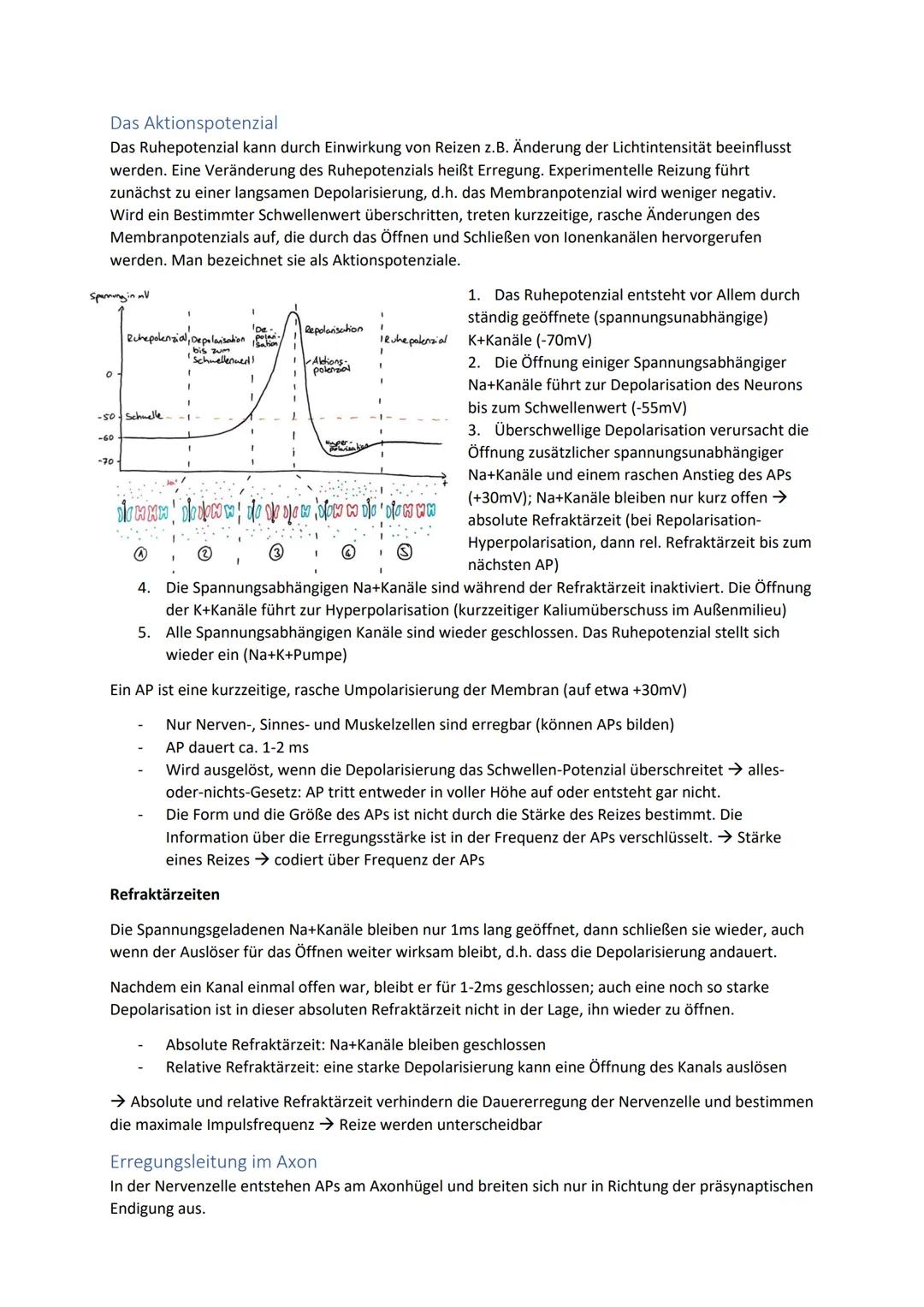 Biologie Zusammenfassung für das schriftliche Abitur
Inhalt
Basiskonzepte...
Oberflächenprinzip.
Kompartimentierung.
Zytologie.....
Untersuc