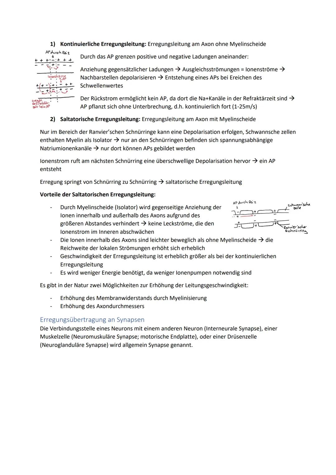 Biologie Zusammenfassung für das schriftliche Abitur
Inhalt
Basiskonzepte...
Oberflächenprinzip.
Kompartimentierung.
Zytologie.....
Untersuc